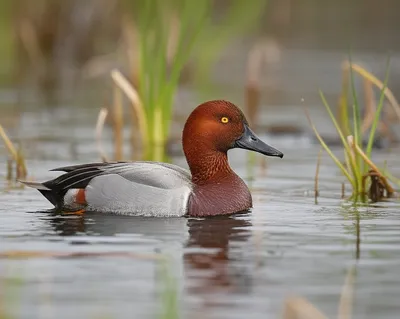 Illustration redhead - Image 1