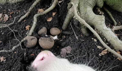 Illustration truffles - Image 1