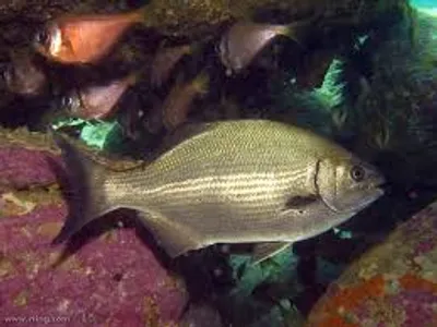 Illustration drummer - Image 2