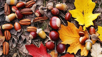 Illustration mast - Image 1