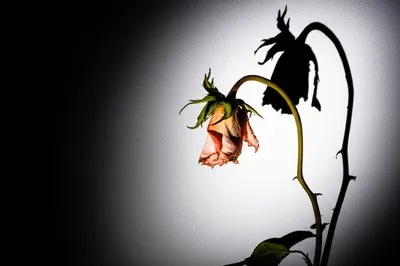 Illustration told - Image 1