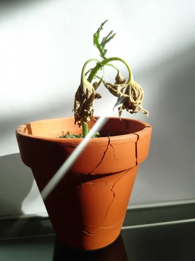 Illustration constrain - Image 1