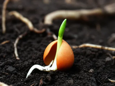 Illustration germinates