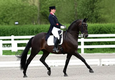 Illustration dressage