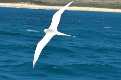 Illustration seagull - Image 1