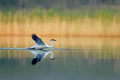 Illustration skim - Image 1