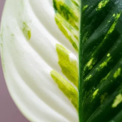 Illustration variegate - Image 1