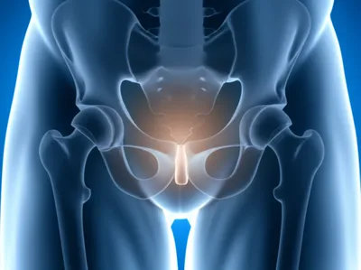 Illustration perineum