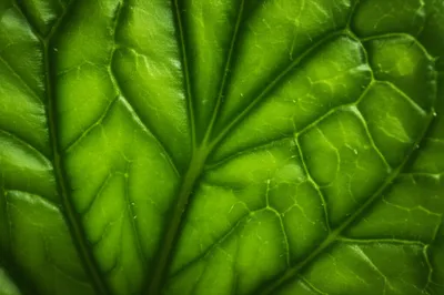 Illustration vein - Image 1