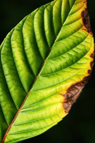 Illustration attack - Image 1