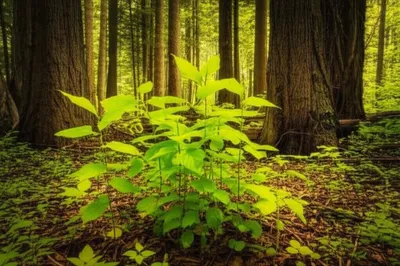 Illustration greenest - Image 1