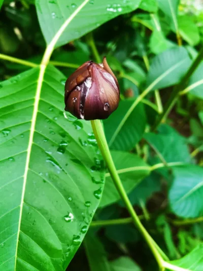 Illustration stillborn - Image 1