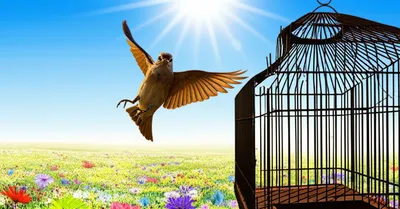 Illustration escapes