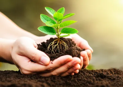 Illustration having - Image 1