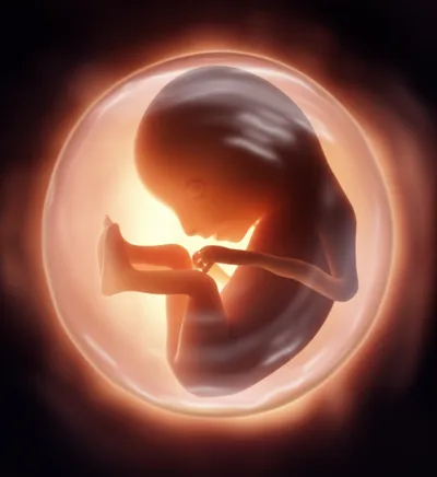 Illustration amnios - Image 1