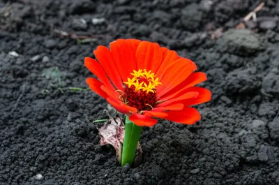 Illustration stead - Image 1