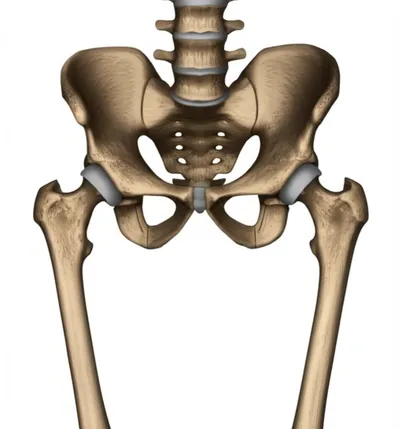 Illustration pelvis