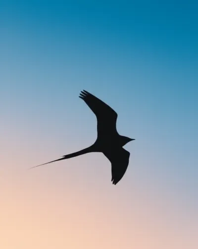 Illustration wings - Image 1