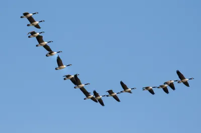 Illustration wedges - Image 1