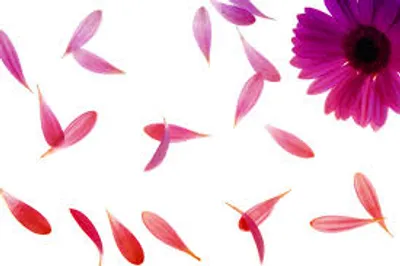 Illustration petal - Image 2