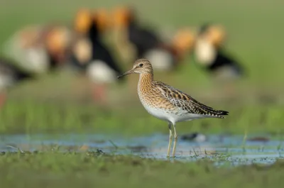 Illustration reeves - Image 1