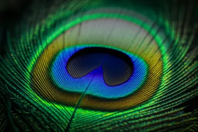 Illustration eyespots - Image 1