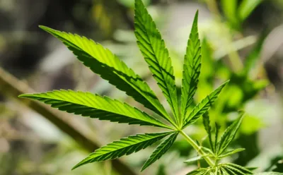 Illustration leaves - Image 1