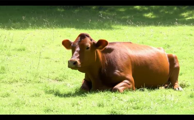 Illustration ruminant - Image 1