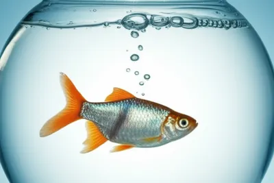 Illustration aerating - Image 2