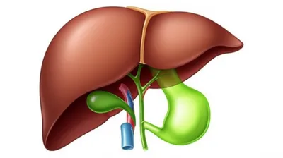 Illustration galls - Image 1