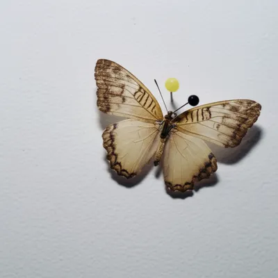 Illustration hanging - Image 1