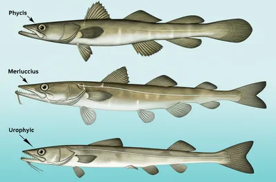 Illustration hake - Image 1