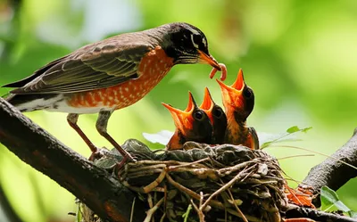 Illustration feeds - Image 1