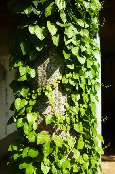 Illustration wreathed - Image 1