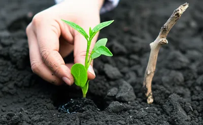 Illustration repair - Image 1