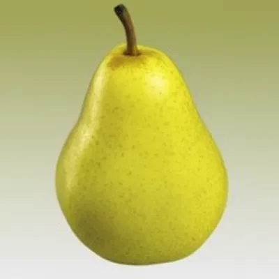 Illustration pear - Image 1