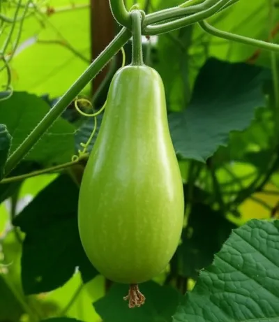 Illustration chayote - Image 1