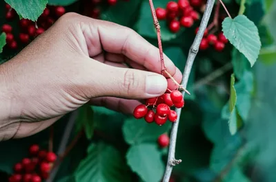 Illustration pull - Image 1