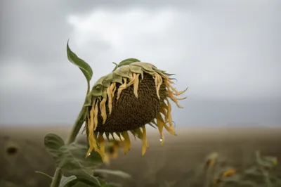 Illustration plaint - Image 1