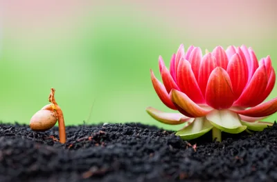 Illustration abort - Image 1