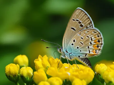 Illustration lycaenid