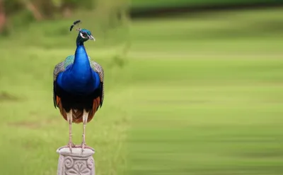 Illustration flourishing - Image 1