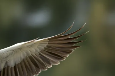 Illustration wingtip