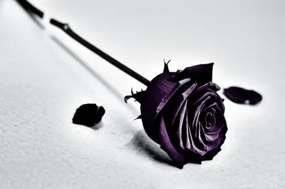 Illustration wounding - Image 1