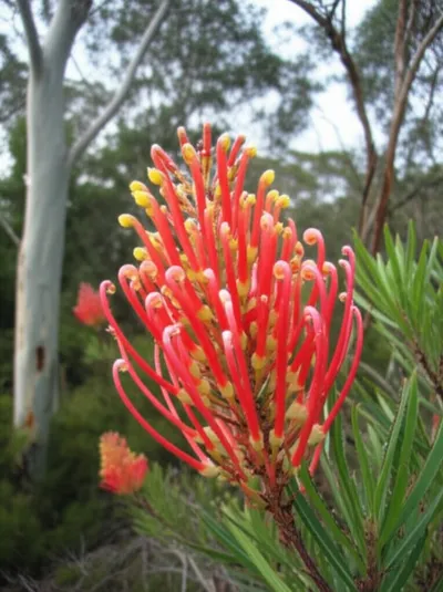 Illustration honeysuckle - Image 1