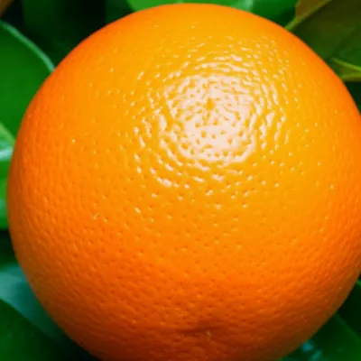 Illustration orange - Image 1