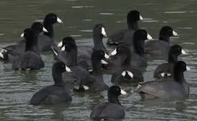 Illustration covert - Image 3