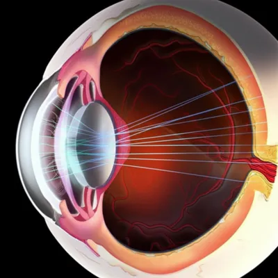 Illustration pupil - Image 1