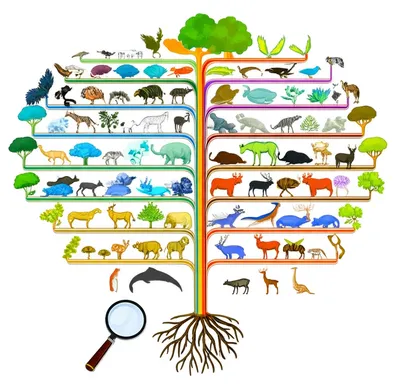 Illustration taxonomy - Image 1