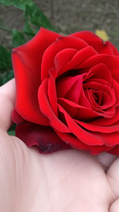 Illustration scarred - Image 1